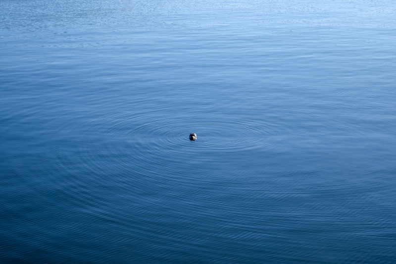 Water dog